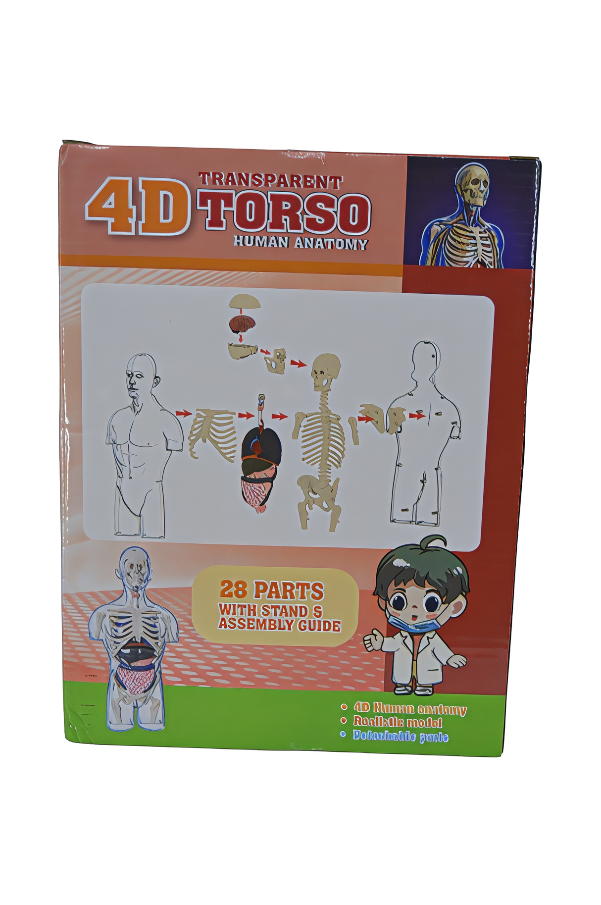 Torso Human Anatomy 4D
