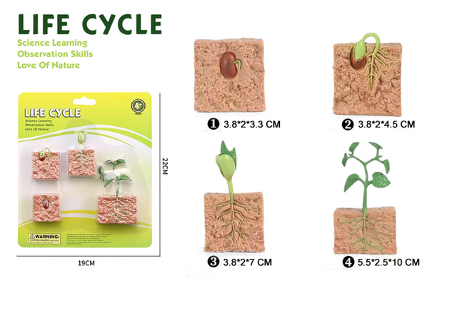 Life Cycle Tree
