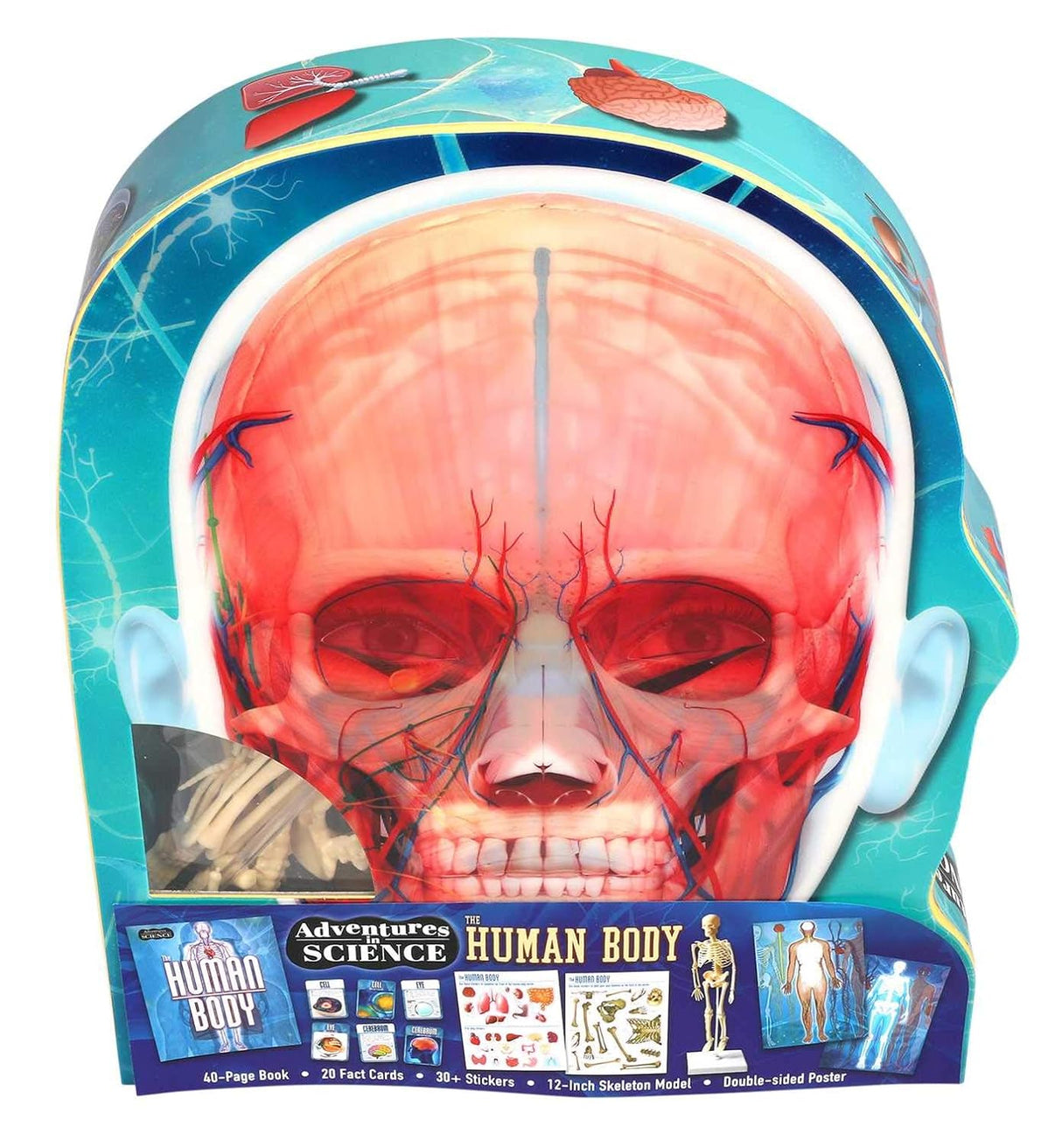 Cover image of Adventures In Science: Human Body