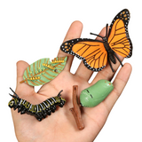 Life Cycle Butterfly