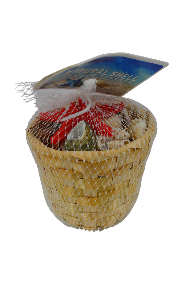 Natural Seashell for DIY Craft