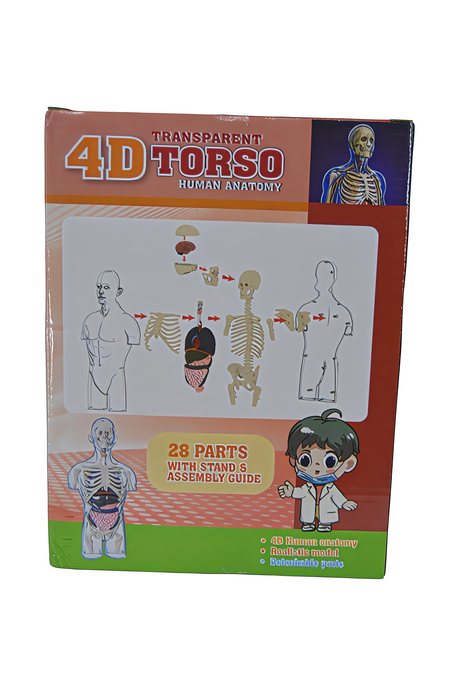 Torso Human Anatomy 4D