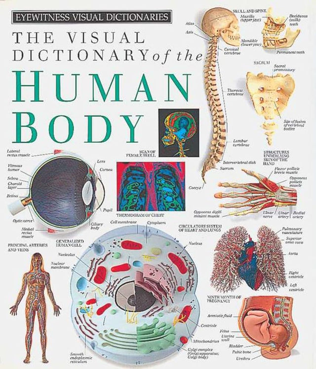 Book cover image of Eyewitness Visual Dictionaries: The Visual Dictionary of the Human Body (DK Eyewitness)