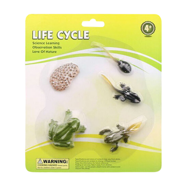 Life Cycle Frog