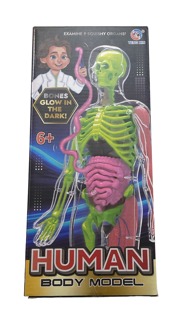 Human Body Model