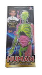 Human Body Model