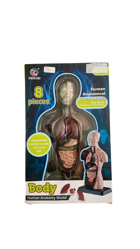 Human Anatomy Model