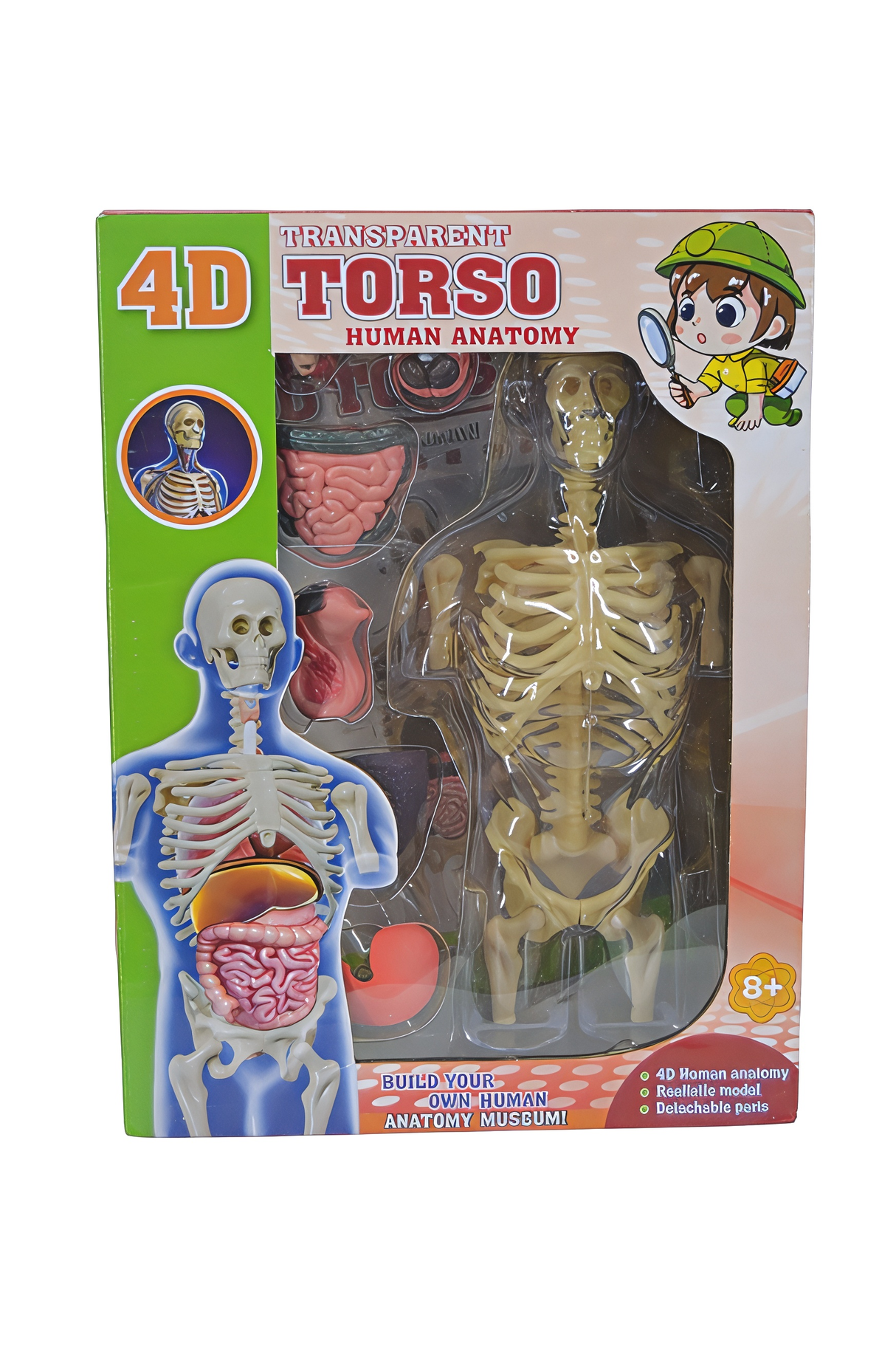 Torso Human Anatomy 4D