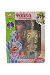 Torso Human Anatomy 4D